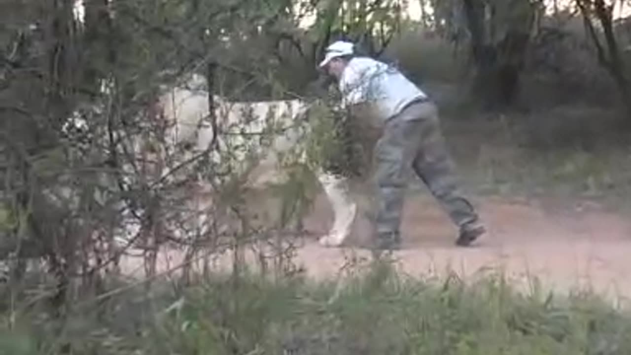 Man vs Lion....Man Wins! You wont be believe this guy!!