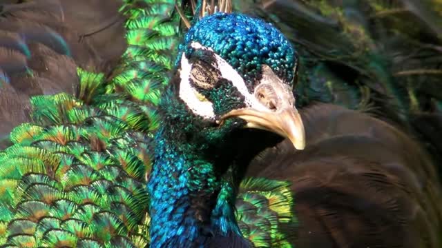 Beautiful Peacock Eyes