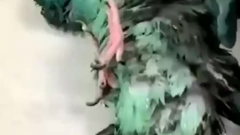 🦜 Cute parakeet enjoying shower