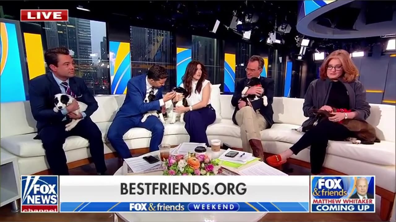 10-week-old adoptable puppies join ‘Fox & Friends Weekend’ #shorts