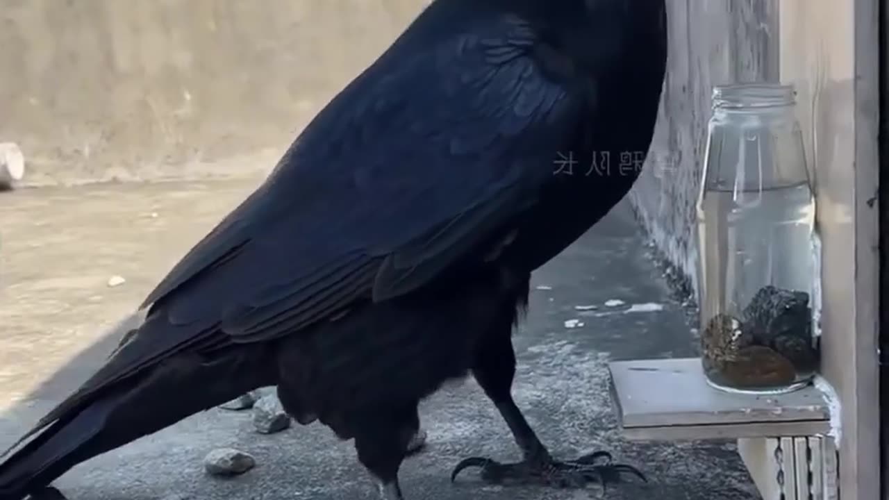 This crow is genius