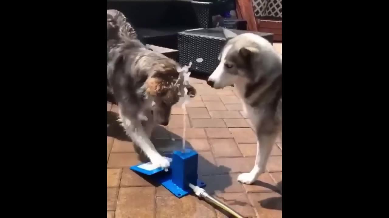 Funny Dogs And Cats Video 2024😅😂- Best funny animal videos