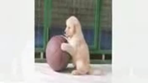 Funny animal video that will make you laugh
