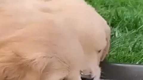 Dog funny video