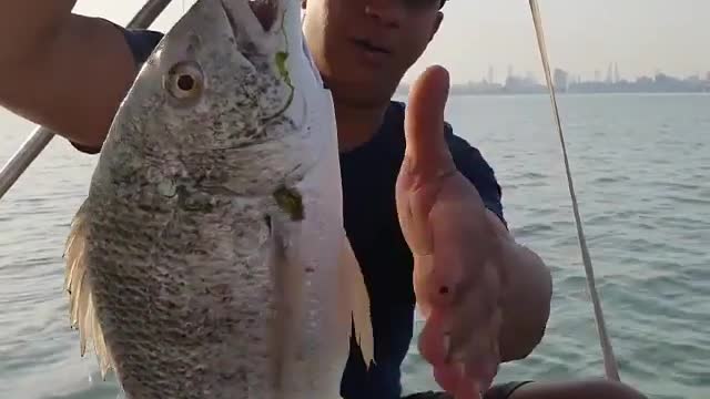 Bahrain fish