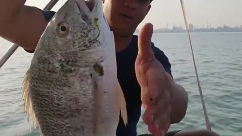 Bahrain fish