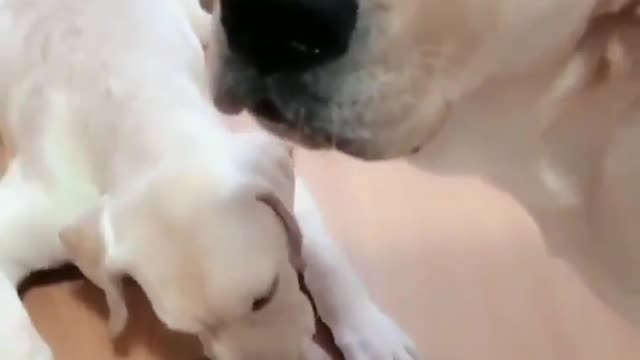 Amor asía su cachorro