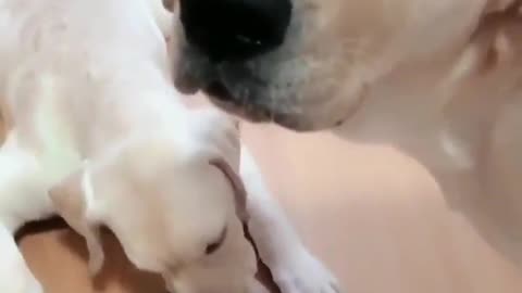 Amor asía su cachorro