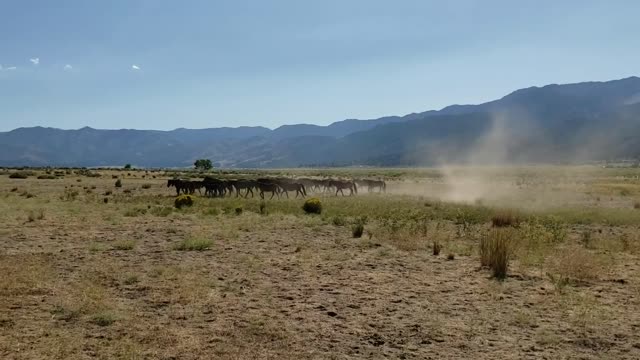 Mustangs in the Washoe Valley