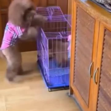 Hilariously Cute Kittens & Pups 2021- 21