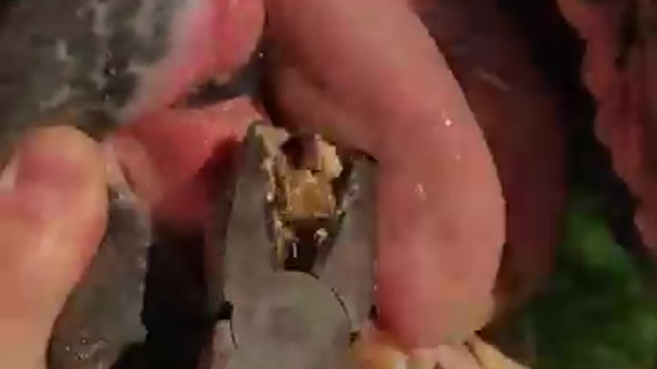 Removing plaque from horse tooth