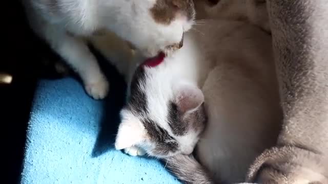 so now I help my big sister with her fur