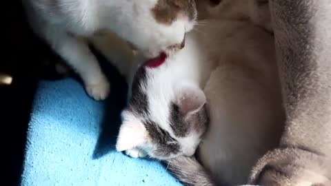 so now I help my big sister with her fur