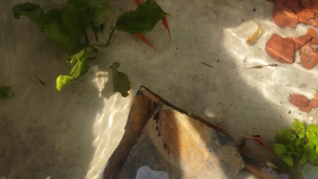 Fish been added