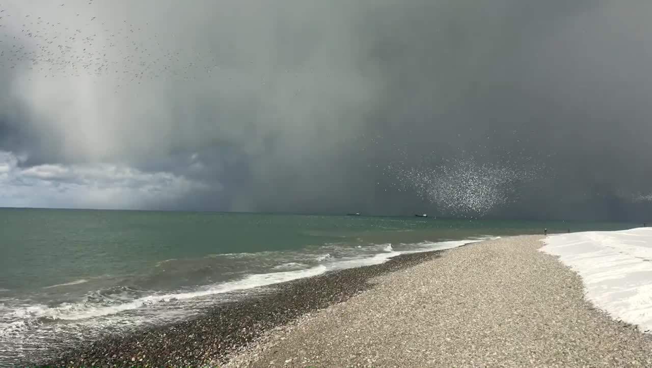 flock of birds by the sea