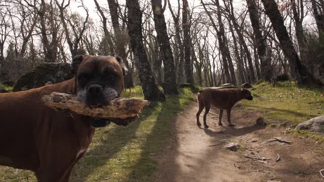 meet mey diligent two dog when they hard working