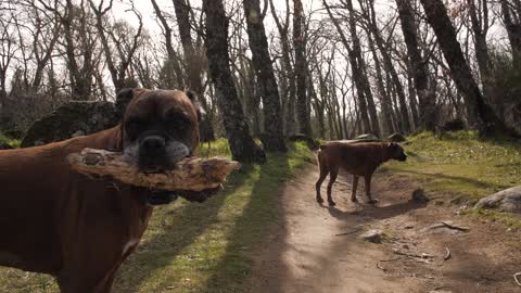 meet mey diligent two dog when they hard working