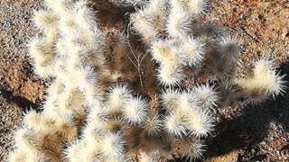 Joshua tree 3