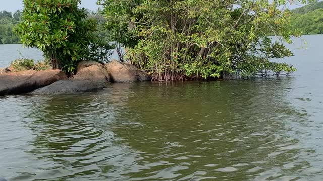 Madu river boat safari