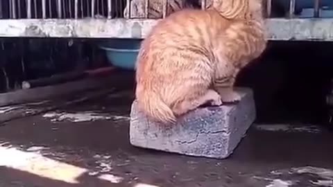 Never show fear even if you have to pretend 😂