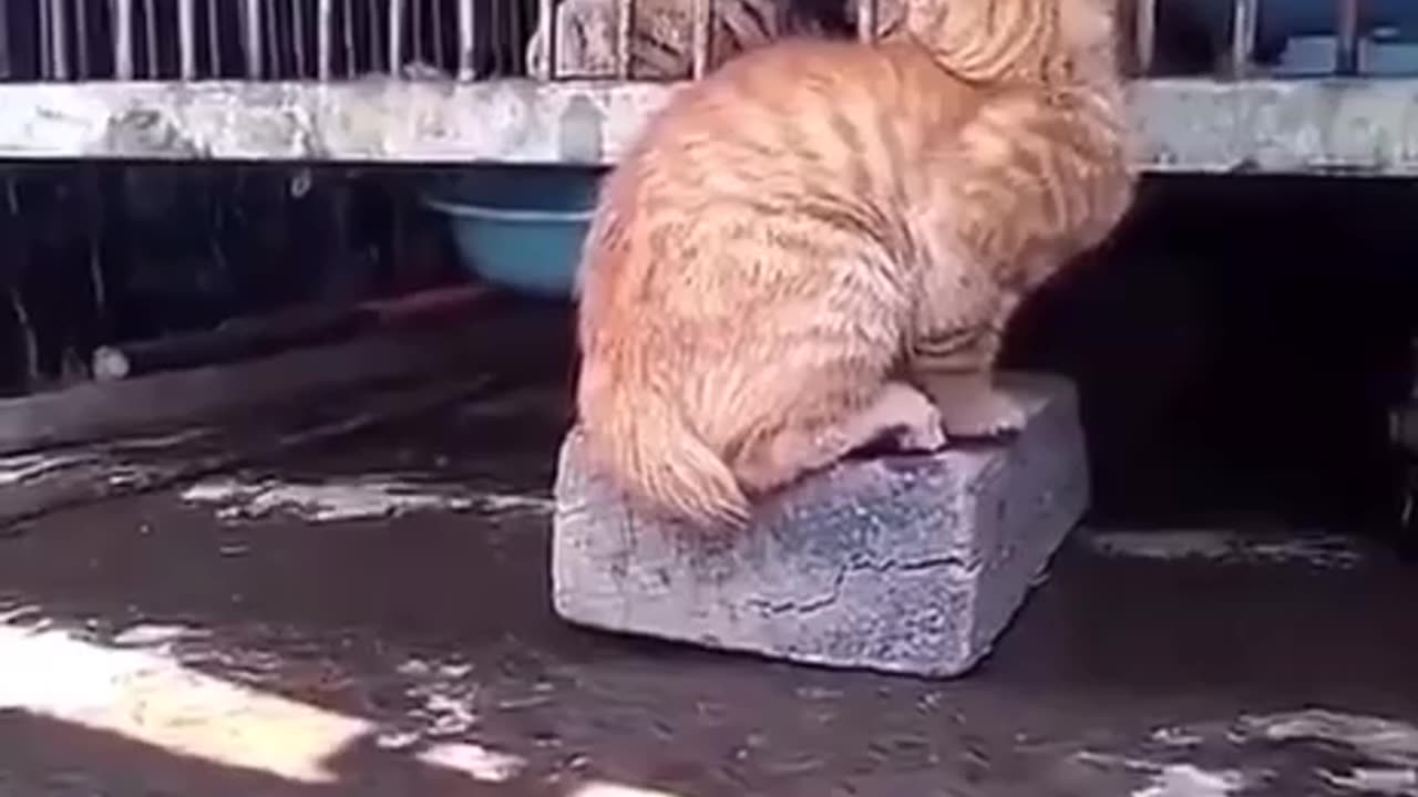 Never show fear even if you have to pretend 😂