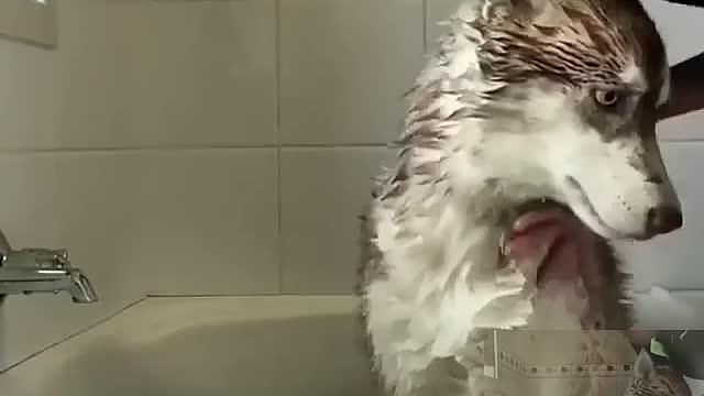 Give the dog a bath