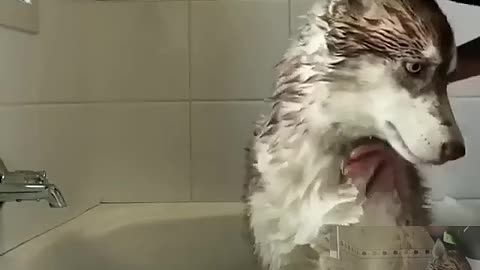 Give the dog a bath