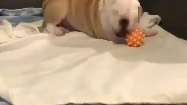 .A dog that likes playing with toys.