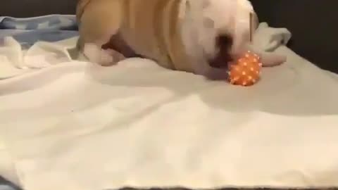 .A dog that likes playing with toys.