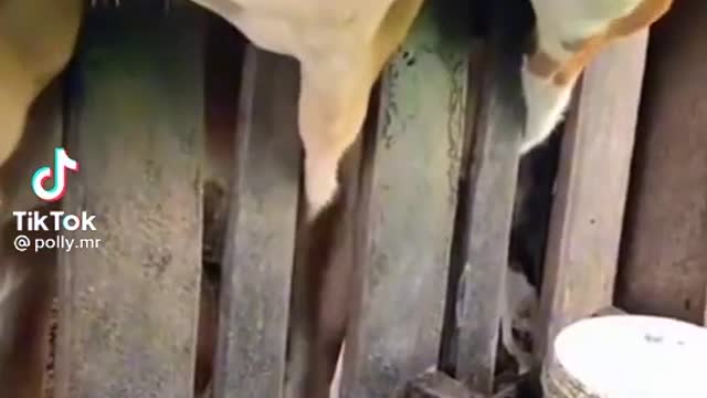 So funny cows video 😂😂😂