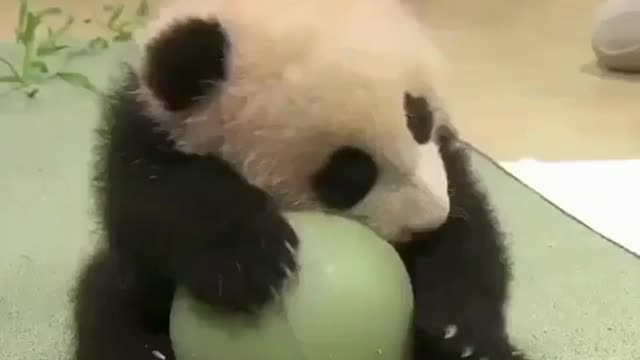 Baby likes to play with ball balls