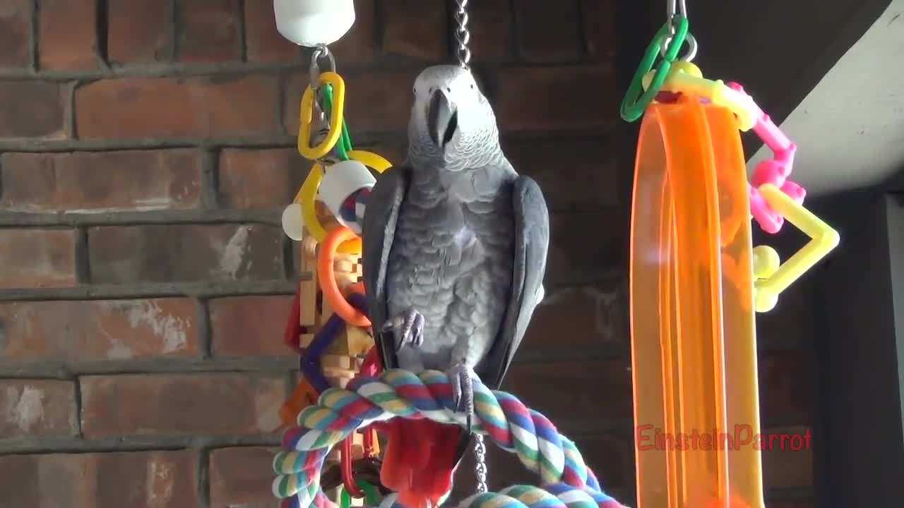 Einstein Parrot can talk better than most humansp26