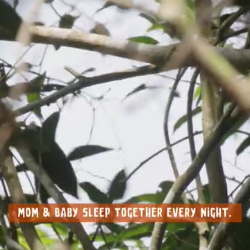 The mom and baby orangutan relationship structure is beyond adorable 🦧 Smithsonian Channel #Shorts