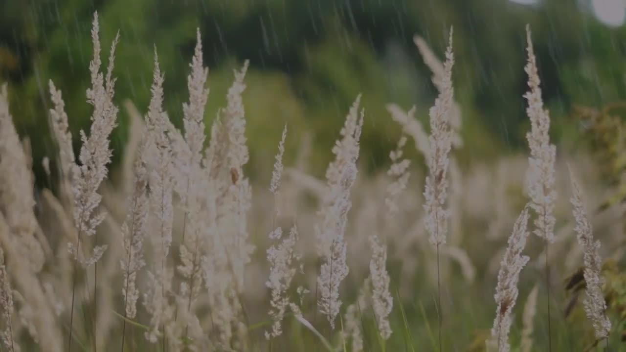 1 HOUR Falling Rain Sounds For Sleep Relaxation & Meditation ASMR No Music Or Talking