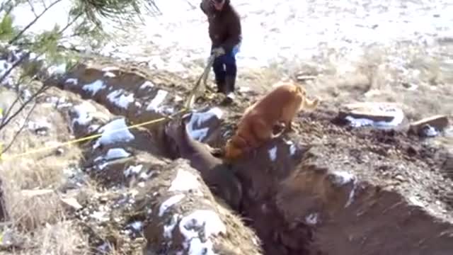 Deer Gets Rescued From the Ditch
