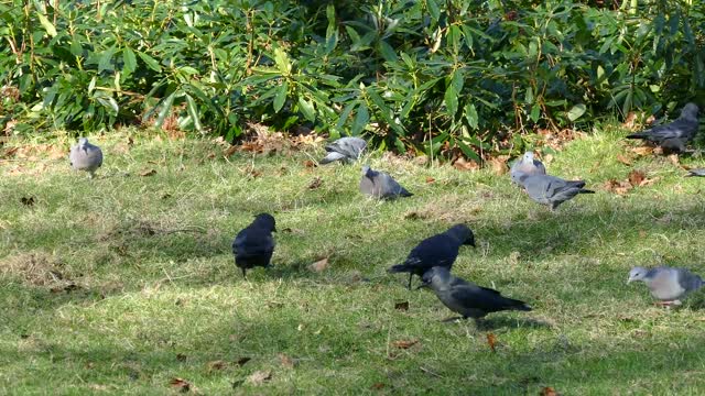 Feed the birds in the garden, the beautiful nature