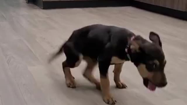 the happy dog dancing