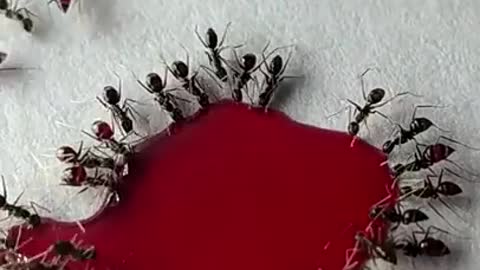 Ants VS Liquid Candy