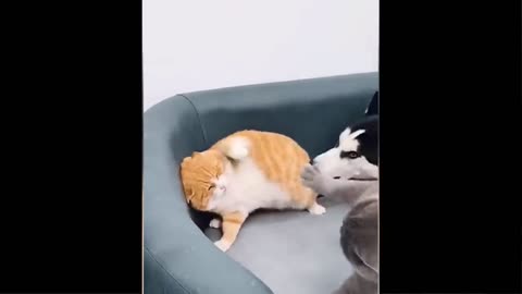 Funny cat's reaction. Funny pets🥰