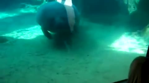 Manatee nose smush with honk sound effect