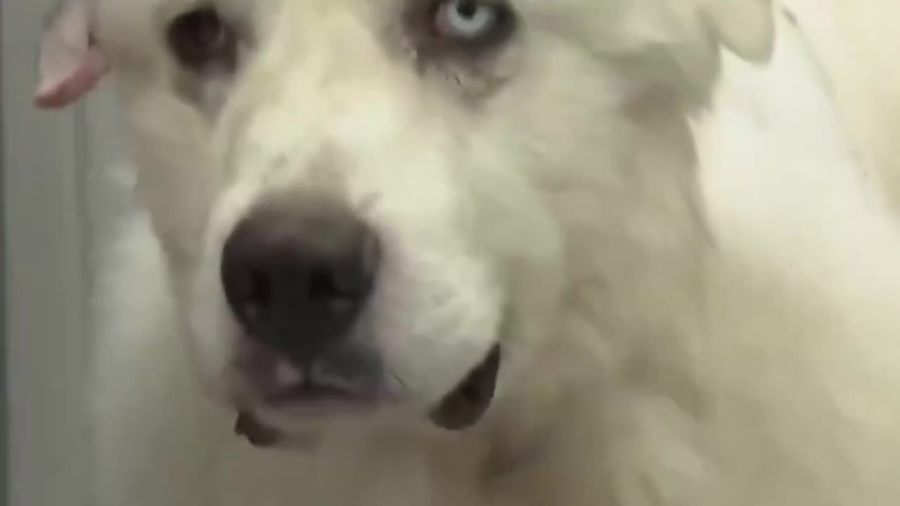 This Old Shepherd Dog Just Saved His Flock From 13 Coyotes