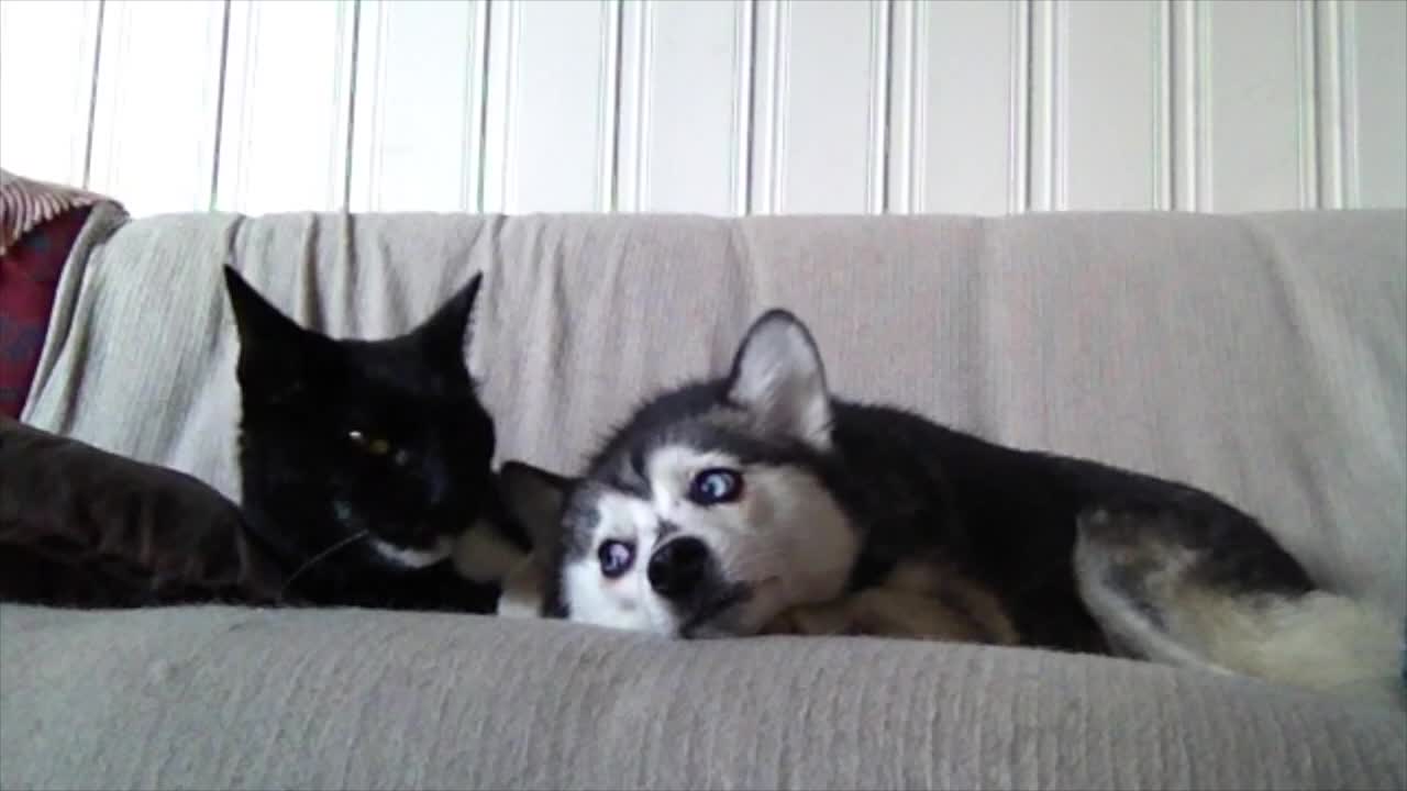 Alaskan Klee Kai cat cleaned