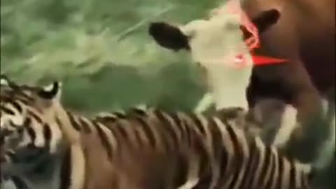 Funny cow chasing tiger lol