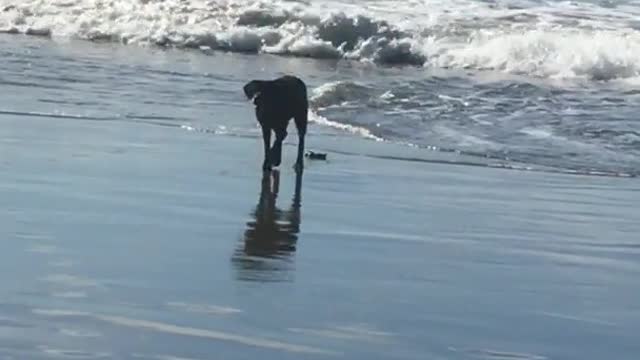 Black dog takes poop on beach and it gets washed away before owner can pick it up