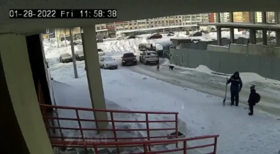 In Russia, packs of dogs attack children.