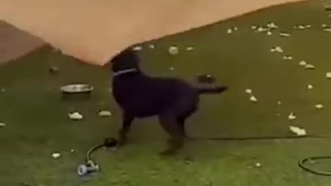 DOG FUNNY VIDEO 😊 🤣🤣