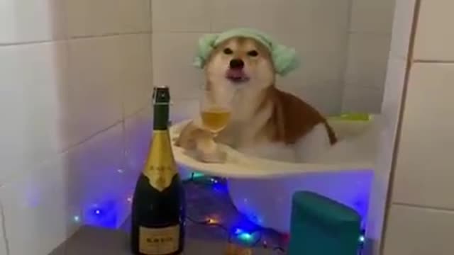 This pup is ready for a relaxing night in the tub. Cuteness overload!