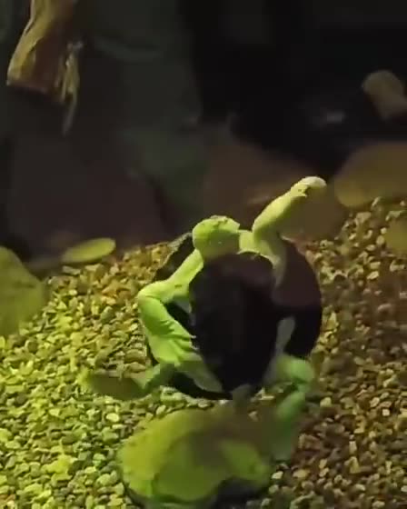 Real life teenage mutant ninja turtle 😱