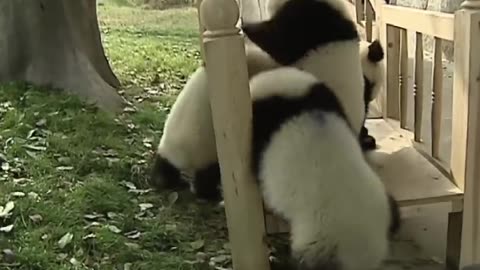 Cute pandas in the playground