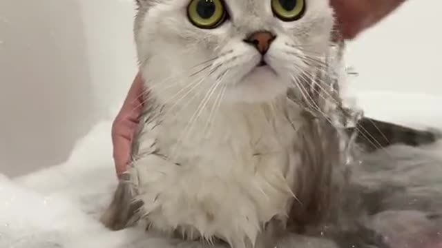 Who said cats don't bathe?